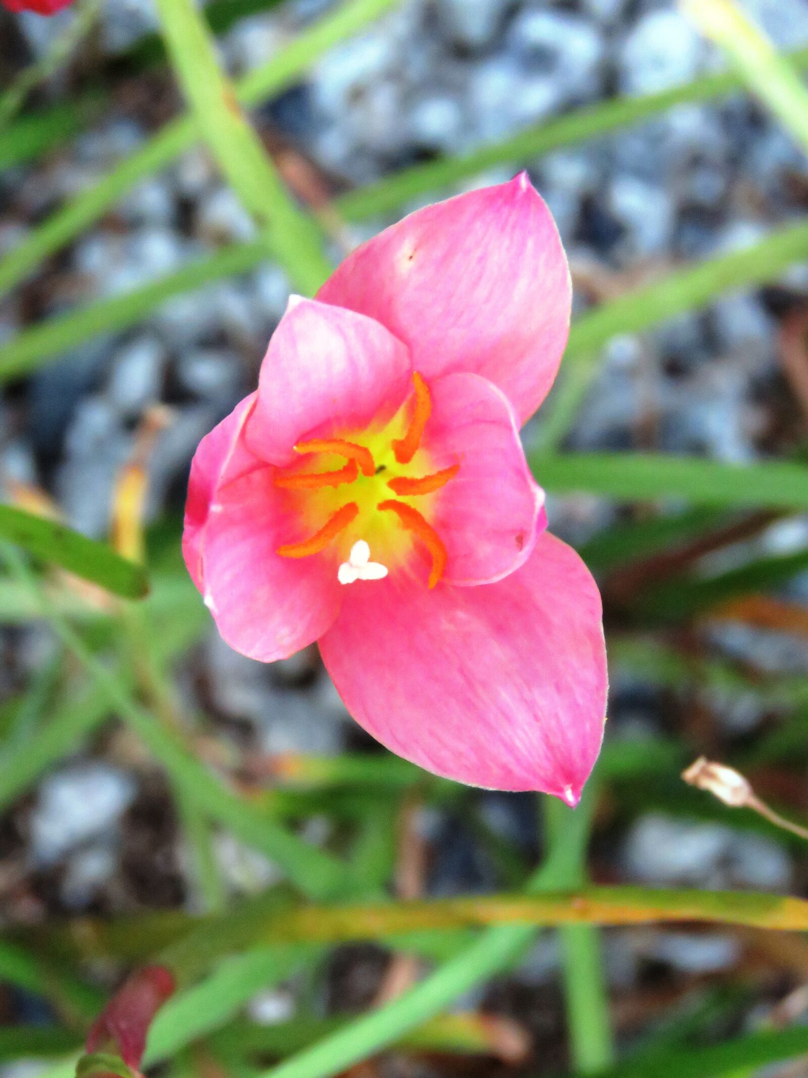 Canon PowerShot SX60 HS sample photo
