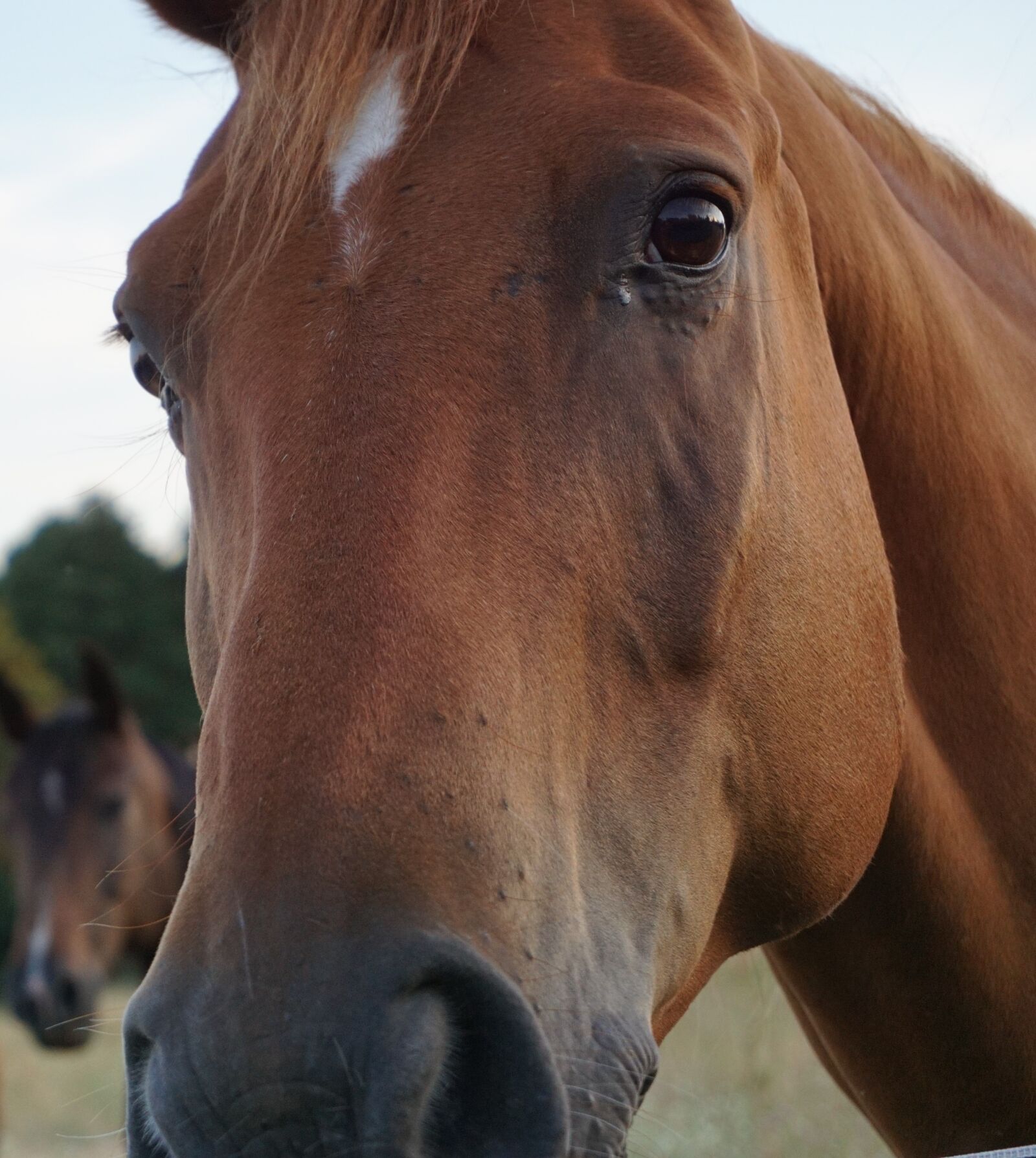 Sony a6000 sample photo. Horse, horse head, animal photography