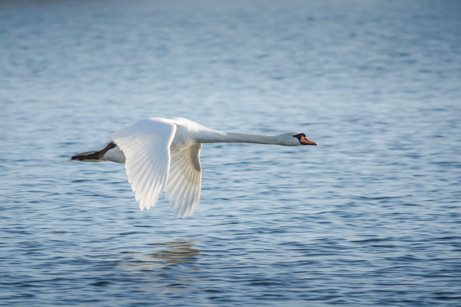 Nikon D7200 sample photo. Bird, waters, animal world photography