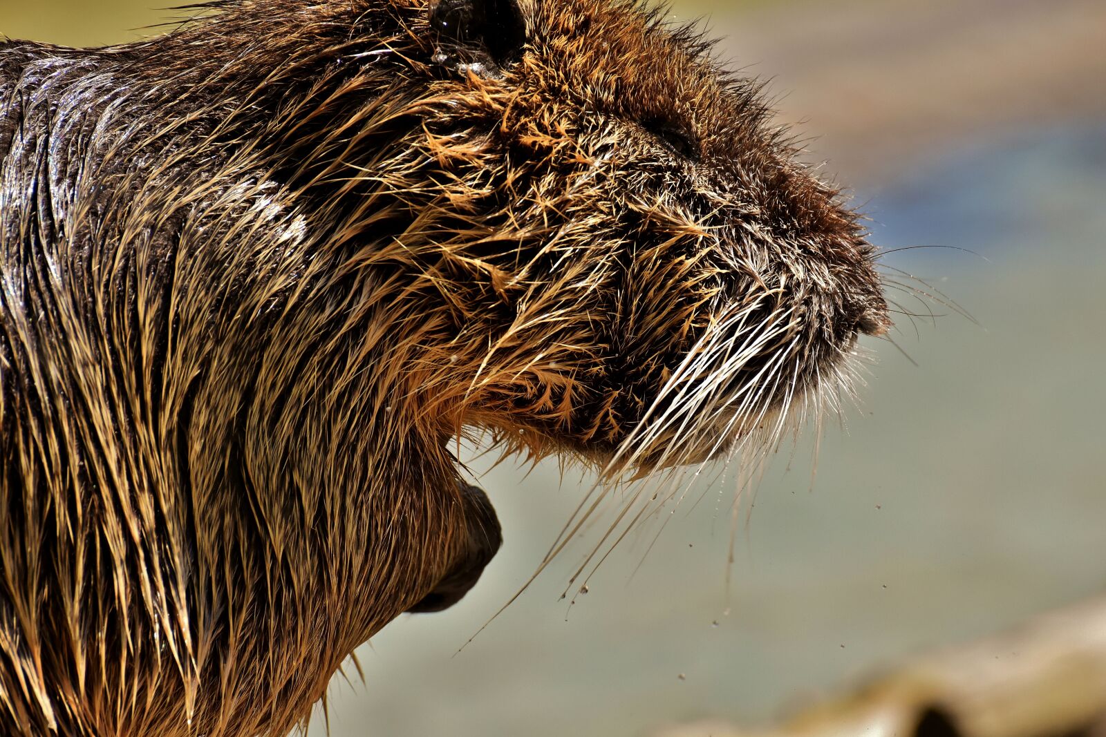 Nikon D7200 sample photo. Nutria, water rat, water photography