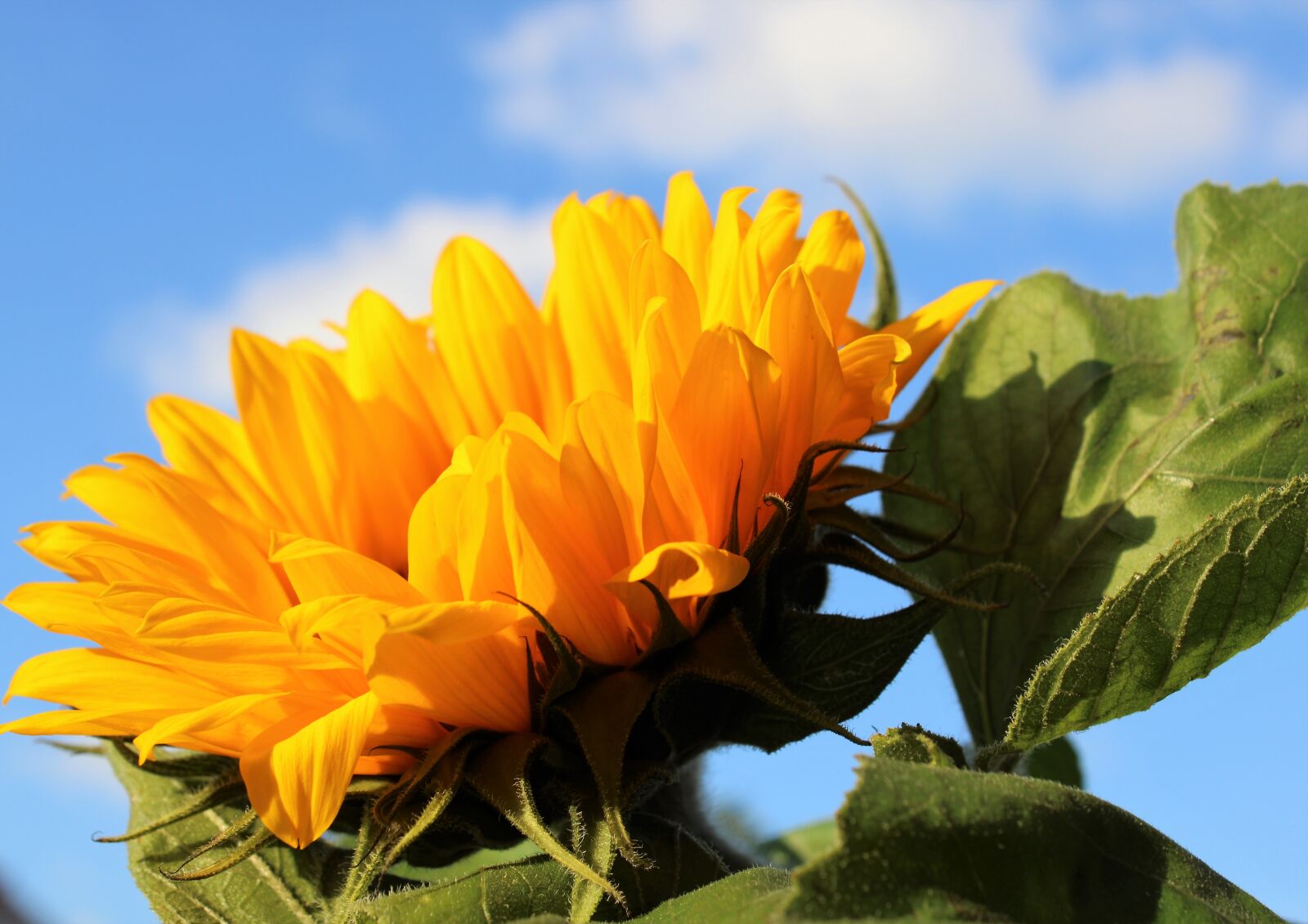 Canon EOS 2000D (EOS Rebel T7 / EOS Kiss X90 / EOS 1500D) sample photo. Sunflower, flower, blossom photography