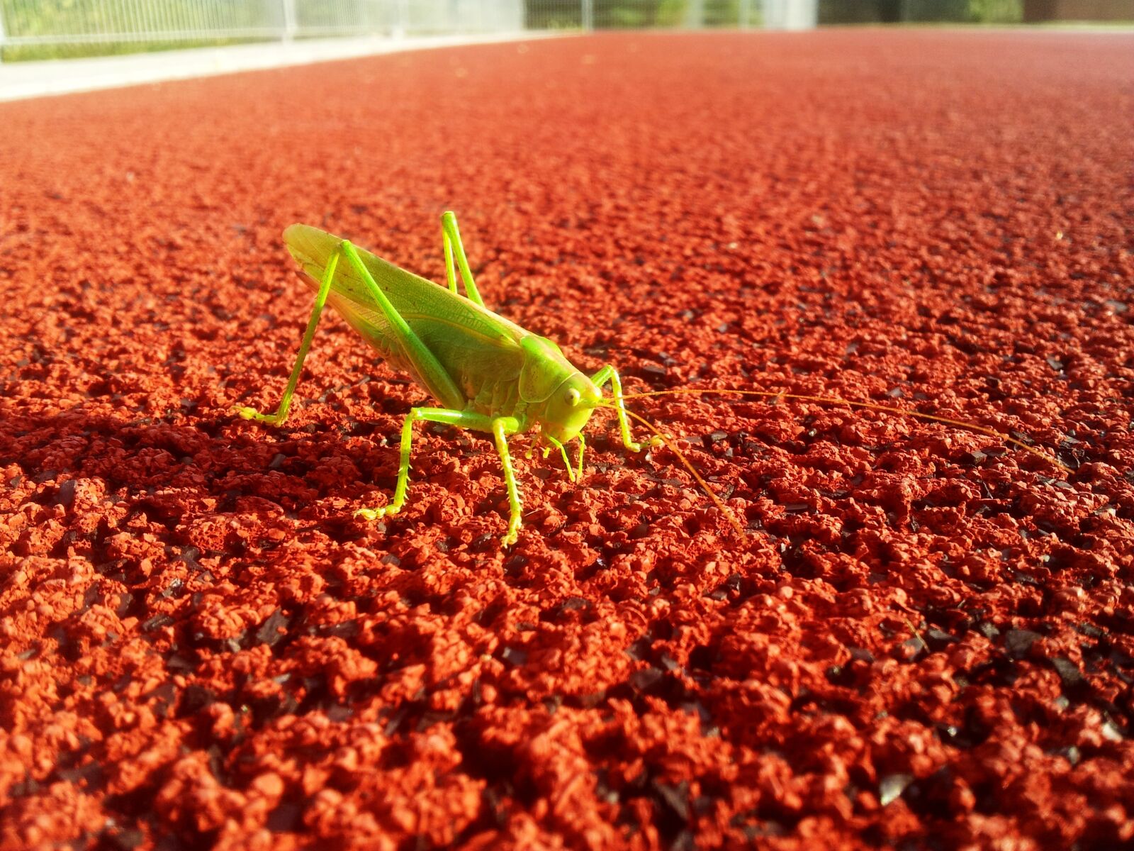 Samsung Galaxy S2 sample photo. Grasshopper, sports ground, contrast photography
