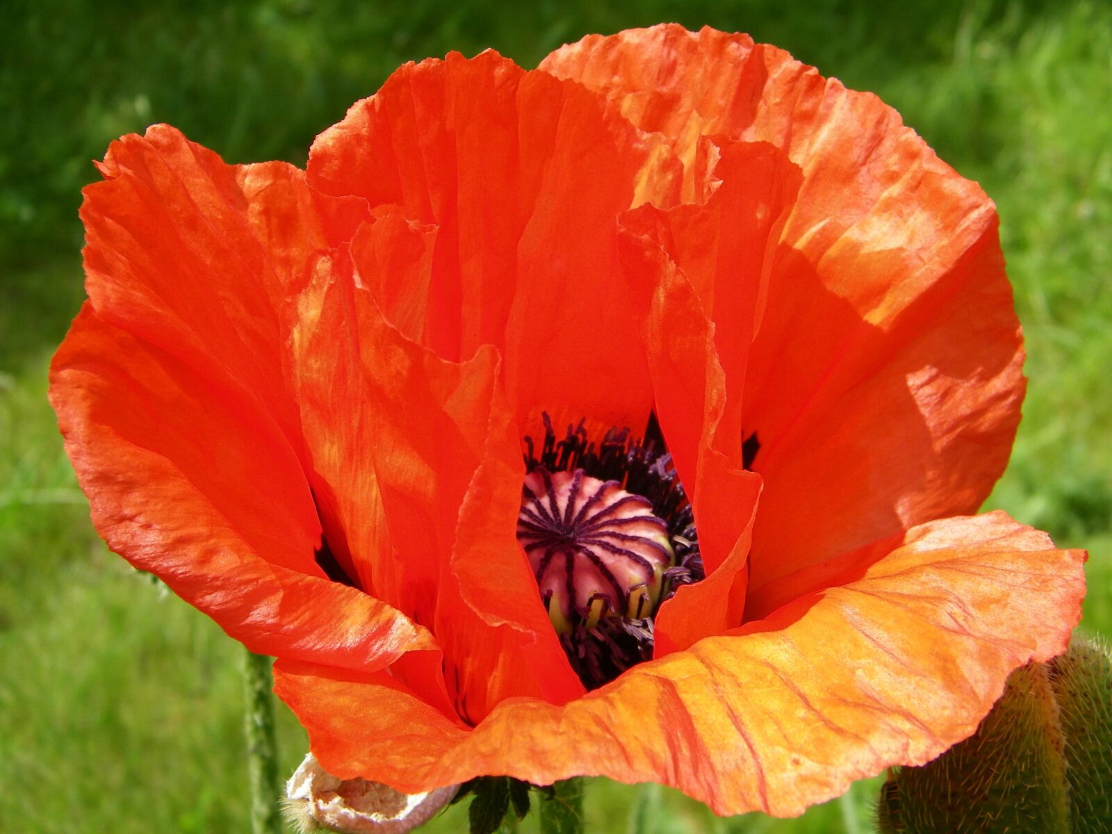 Kodak EASYSHARE Z1015 IS DIGITAL CAMERA sample photo. Oriental, poppy, papaver photography