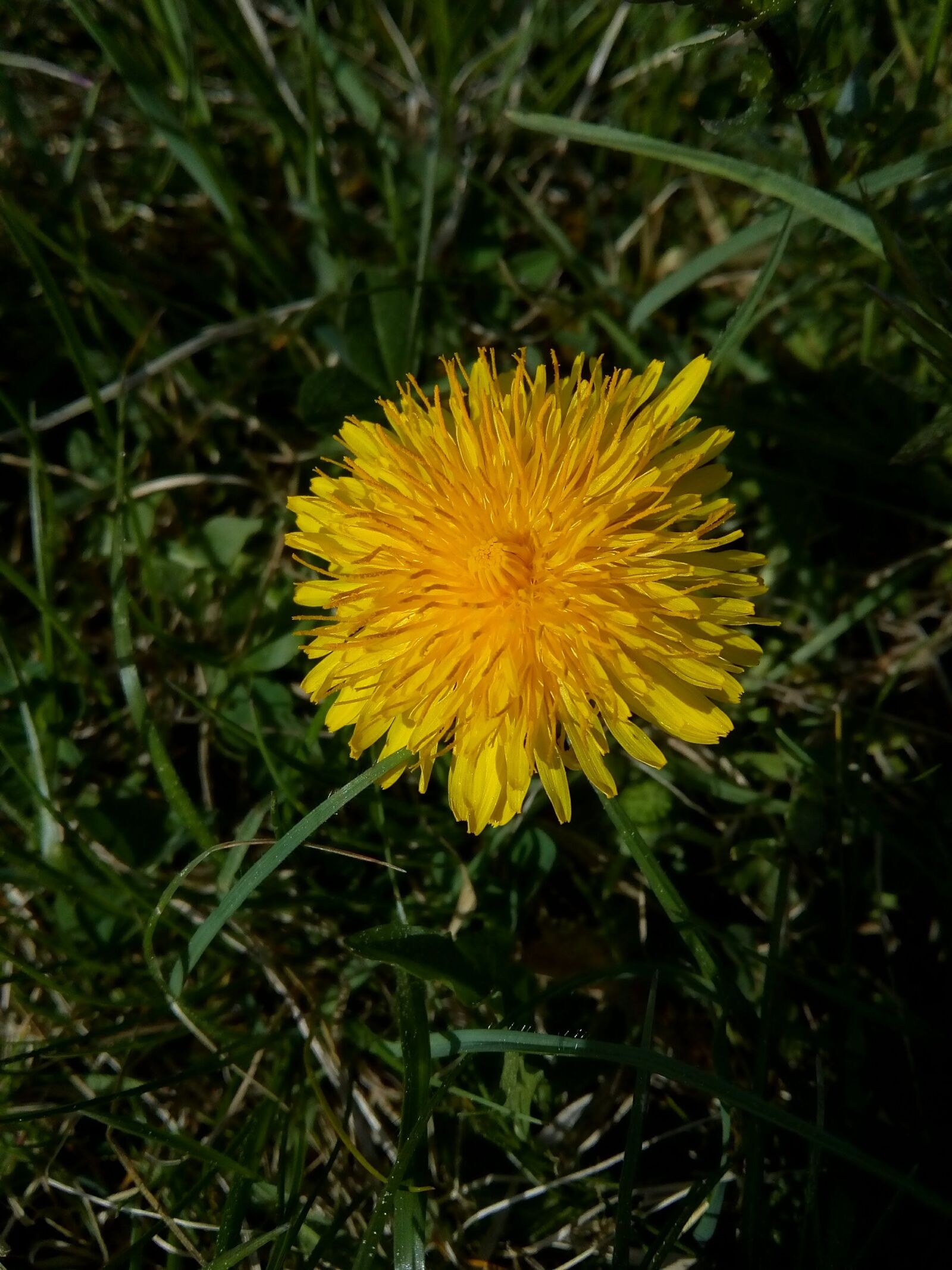 Lenovo VIBE K10 sample photo. Nature, flower, plant photography