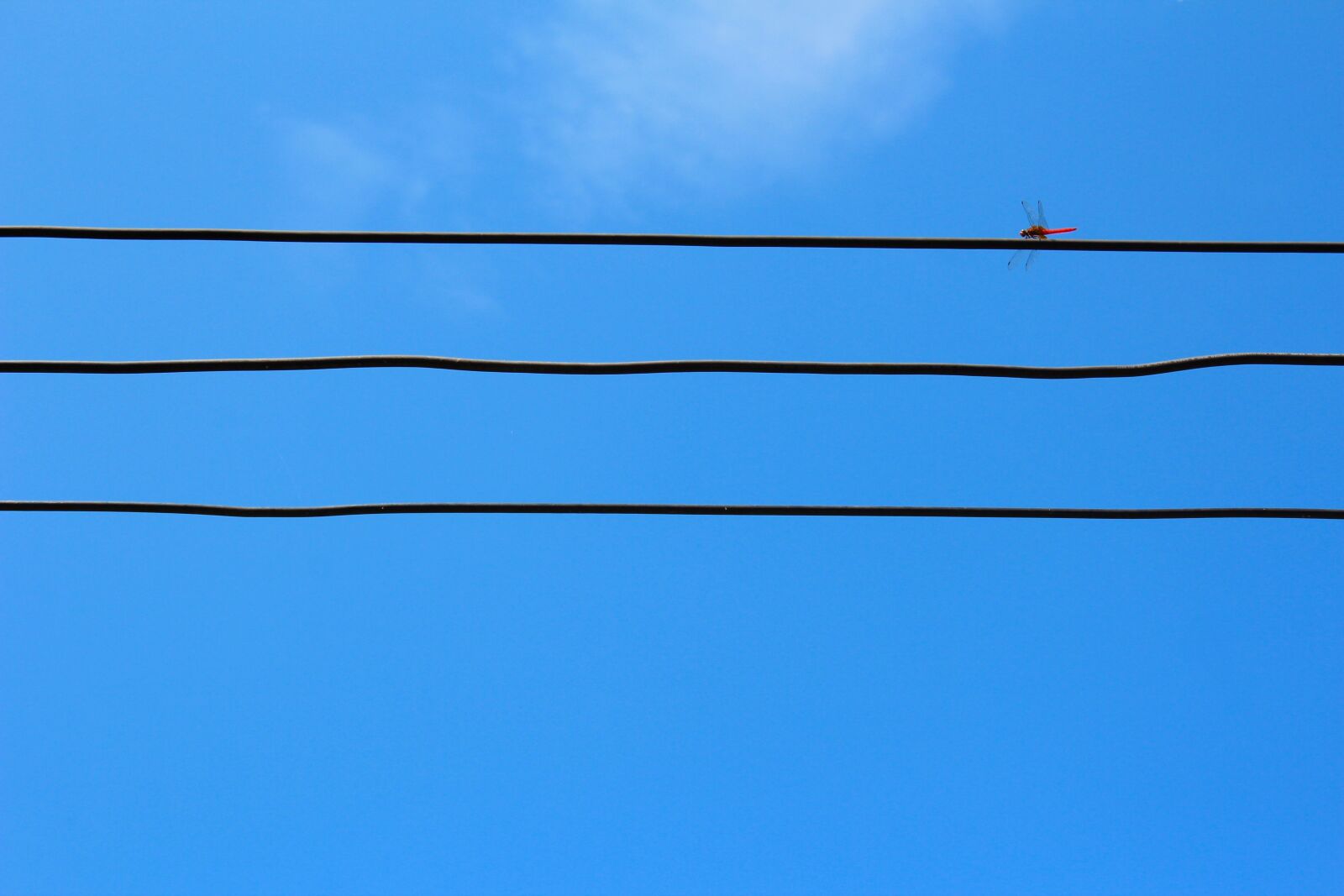 Canon EOS 600D (Rebel EOS T3i / EOS Kiss X5) sample photo. Dragonfly, power line, electricity photography