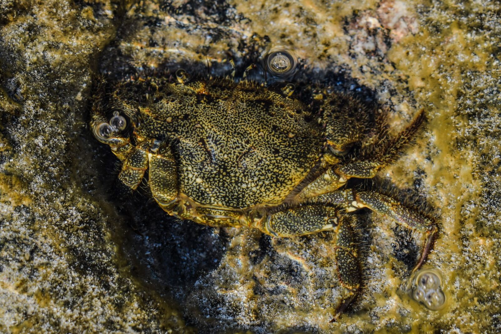 Nikon D3300 sample photo. Crab, animal, underwater photography