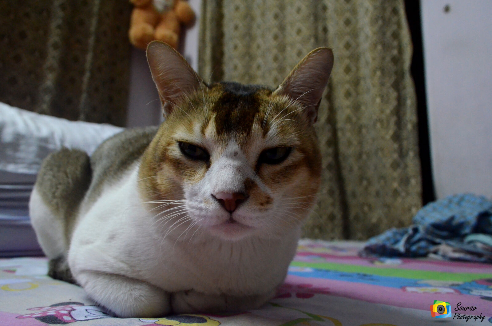 Nikon D5100 sample photo