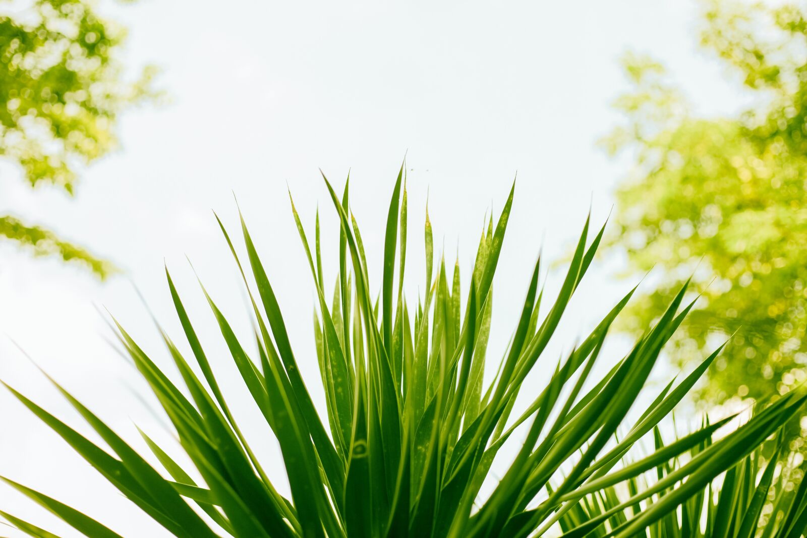 Canon EOS 5D Mark II sample photo. Sky, flowers leaves, background photography