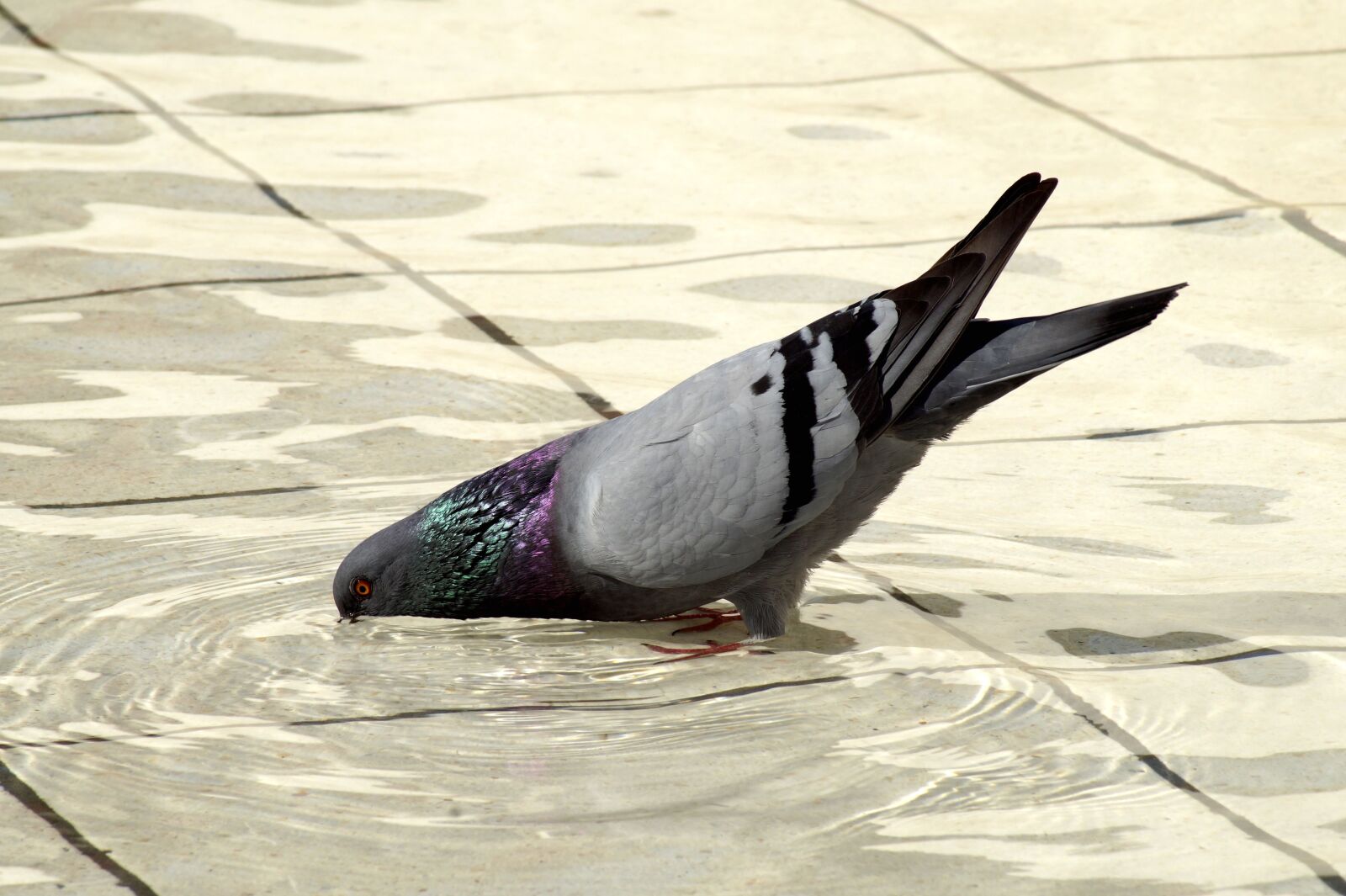 Sony SLT-A58 sample photo. Dove, cooling, drink photography