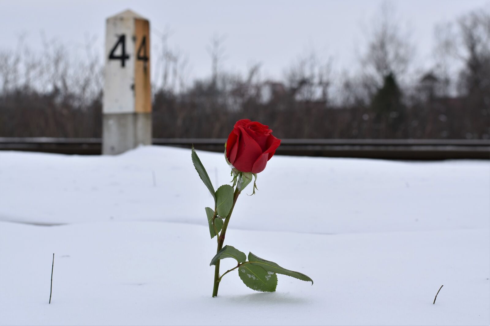 Nikon D5600 sample photo. Red rose in snow photography