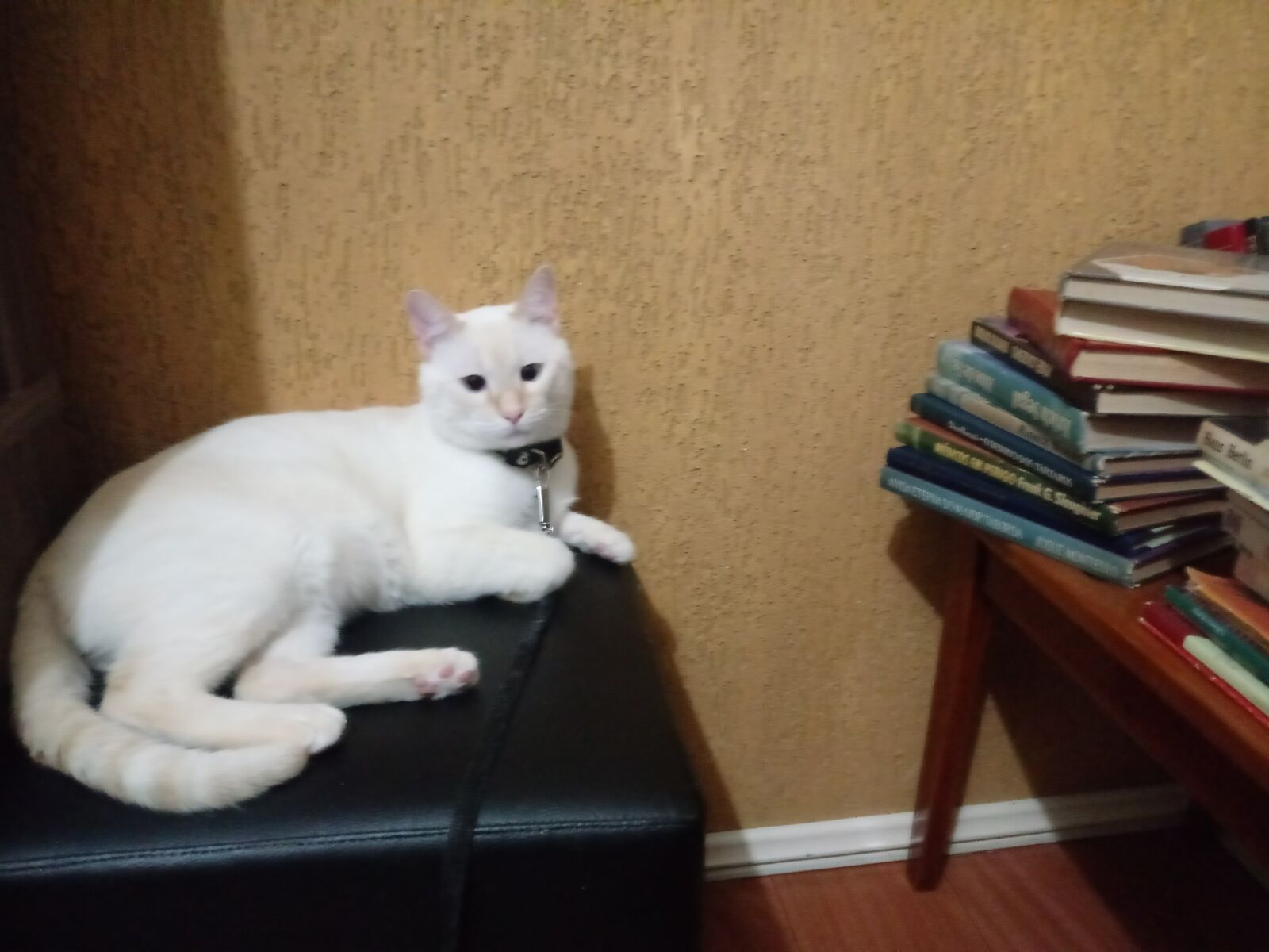 LG K10 (2017) sample photo. Cat, white cat, animal photography