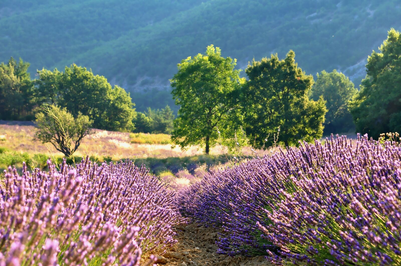 Nikon D90 sample photo. Nature, landscape, lavender photography