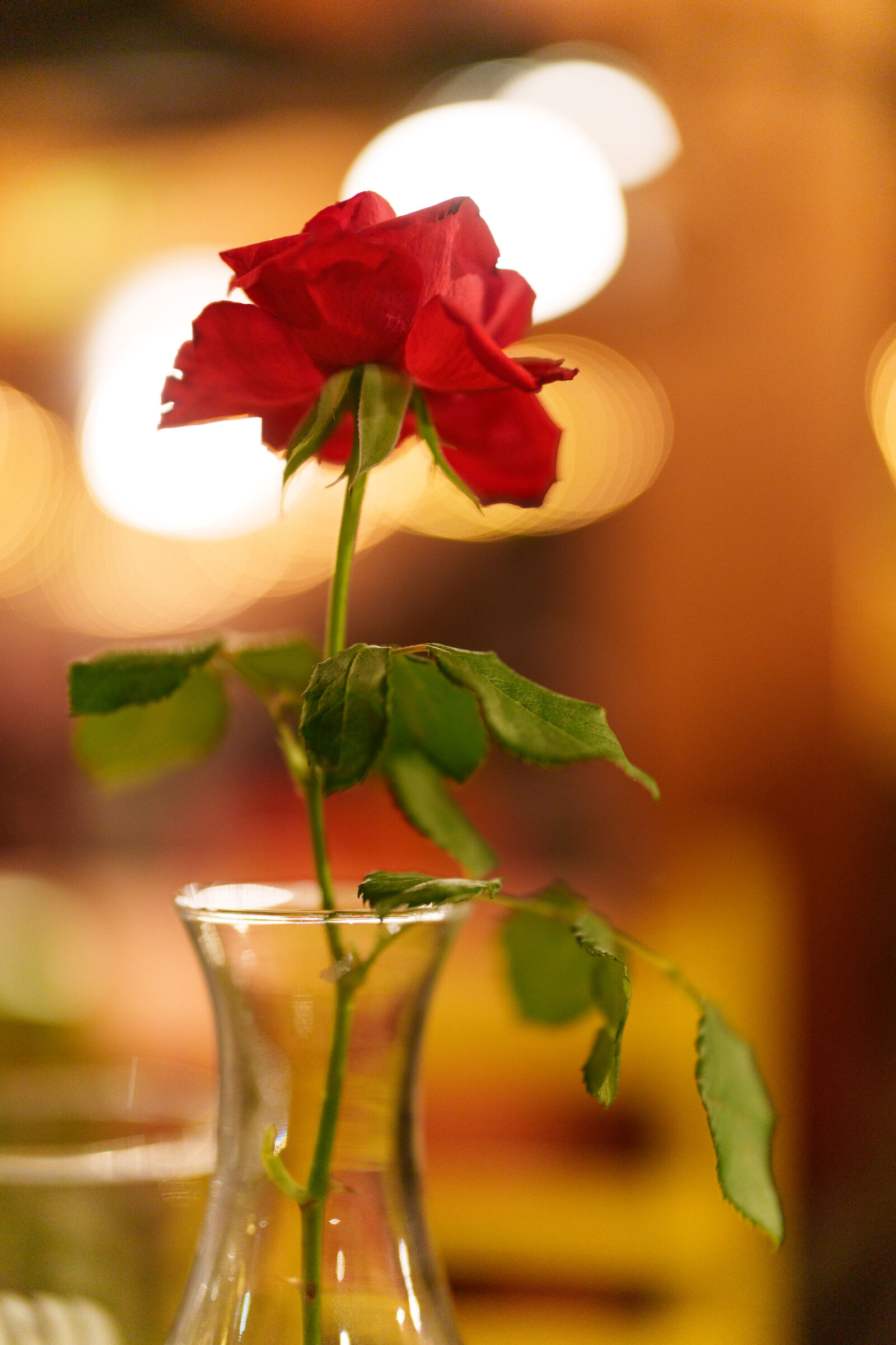 Sony a7R V sample photo. Flower bokeh photography