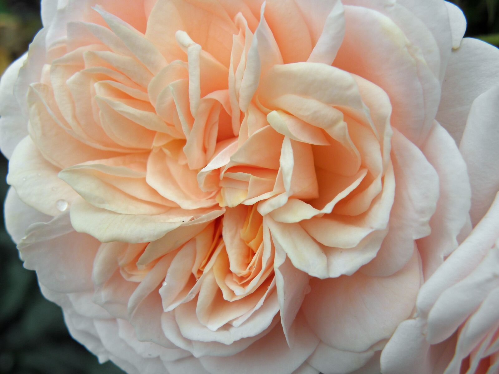 Olympus SP590UZ sample photo. Rose, floral, flower photography