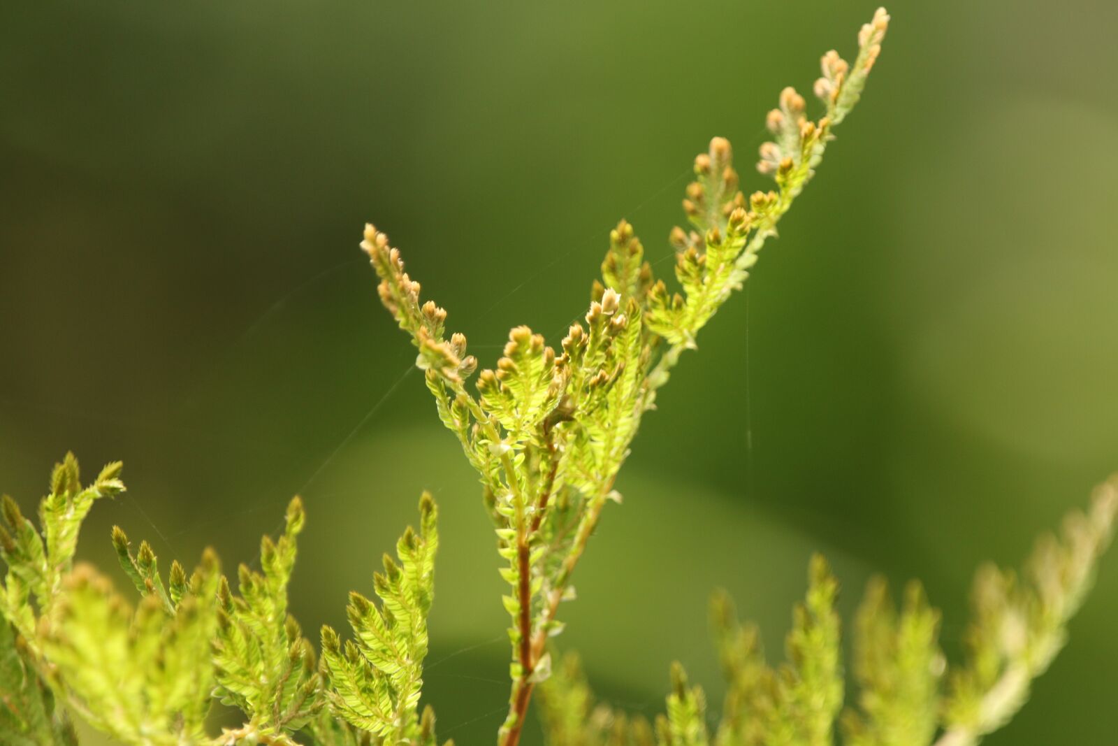 Canon EOS 70D sample photo. Plant, fern, tropical photography