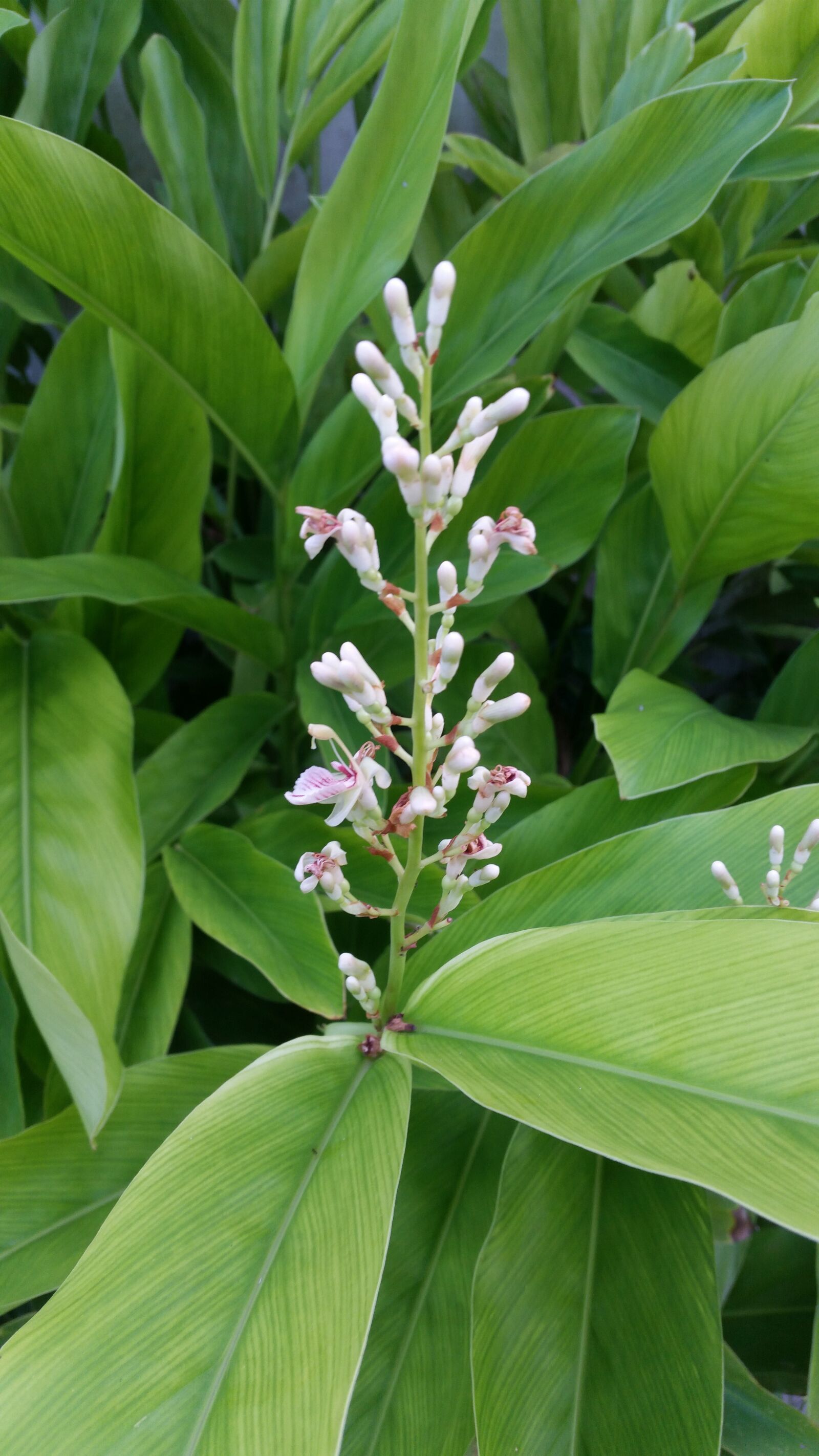 Samsung Galaxy S5 sample photo. Flower, flowers, flowers thailand photography