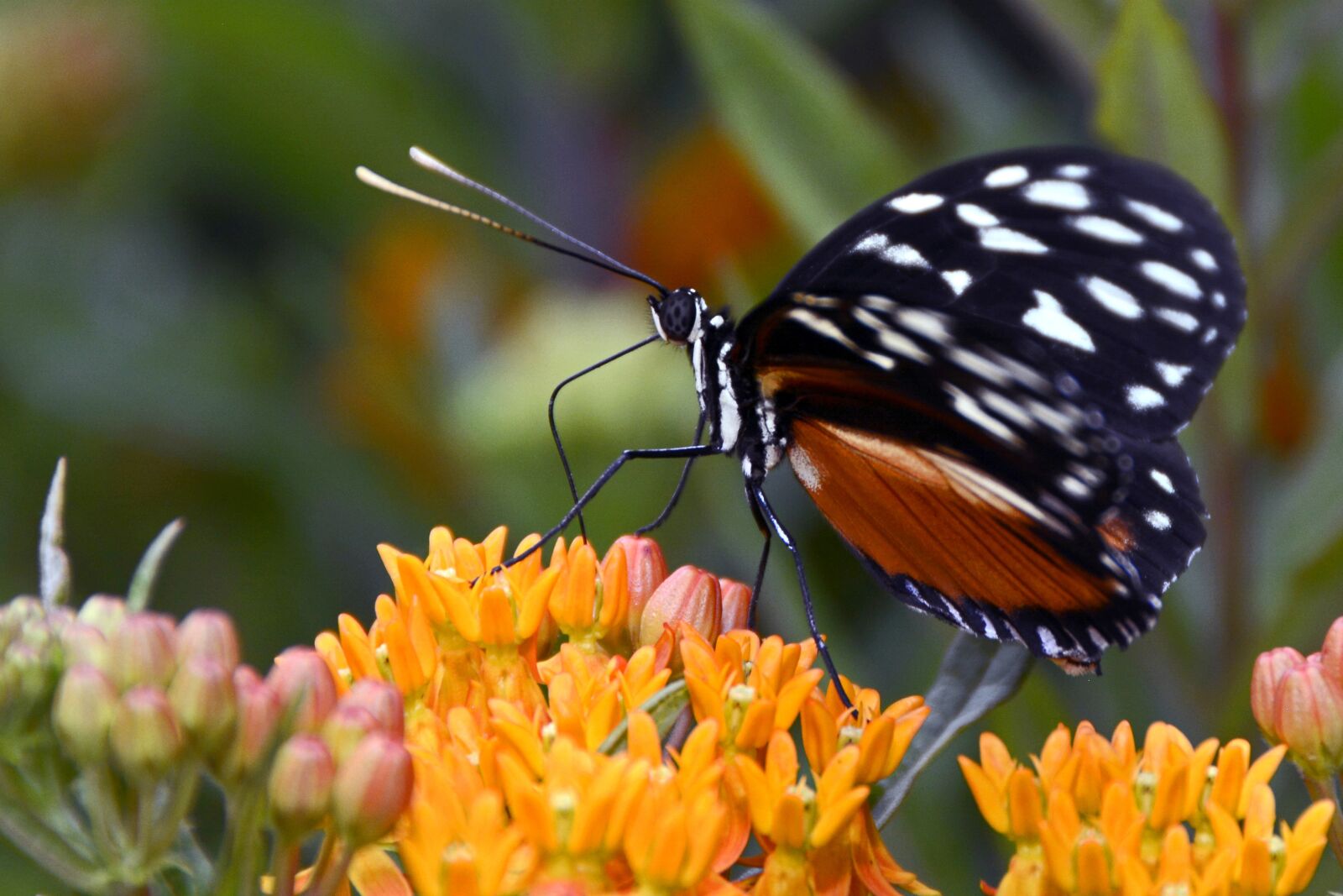 Nikon D7100 sample photo. Butterfly, insect, wing photography