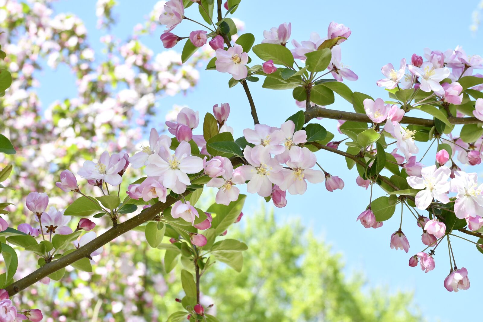Nikon D7500 sample photo. Spring, flowers, plant photography