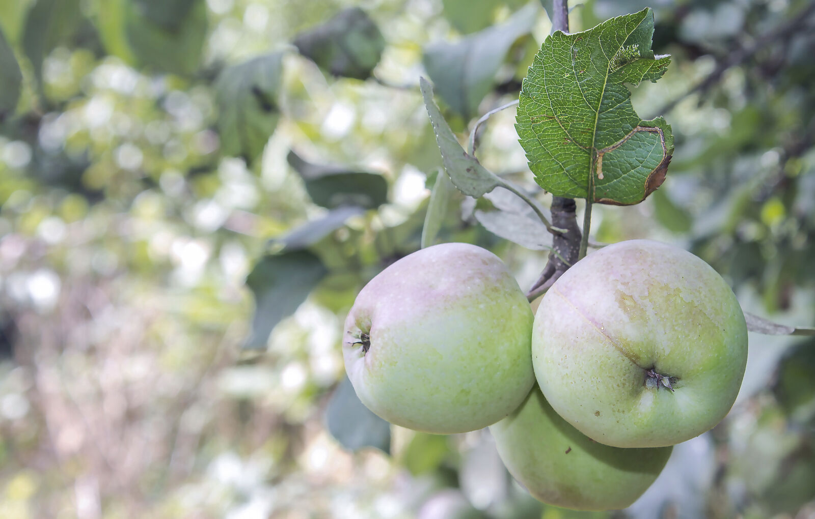 Canon EOS 1100D (EOS Rebel T3 / EOS Kiss X50) sample photo. Apple, food, fruit, plant photography