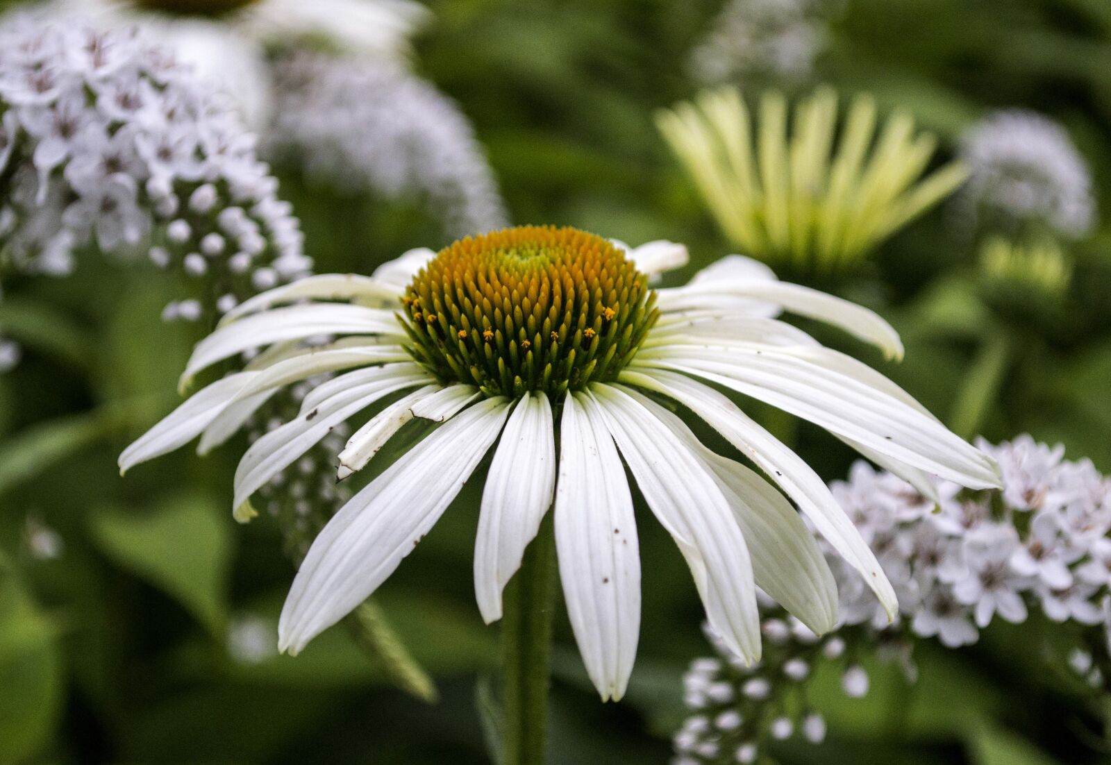 Nikon D3100 sample photo. Flower, spring, bloom photography