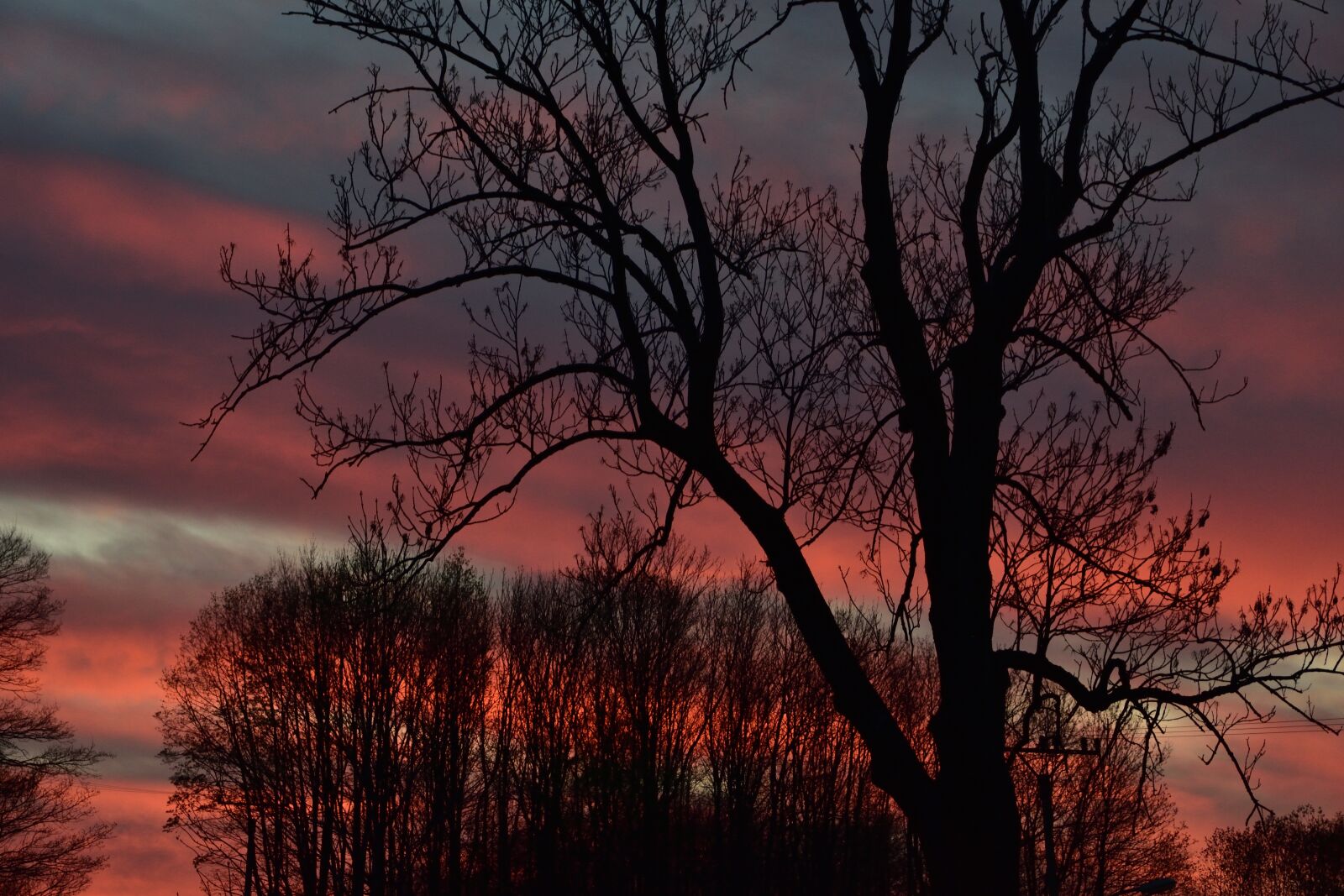 Nikon D3400 sample photo. Twilight, trees, branches photography