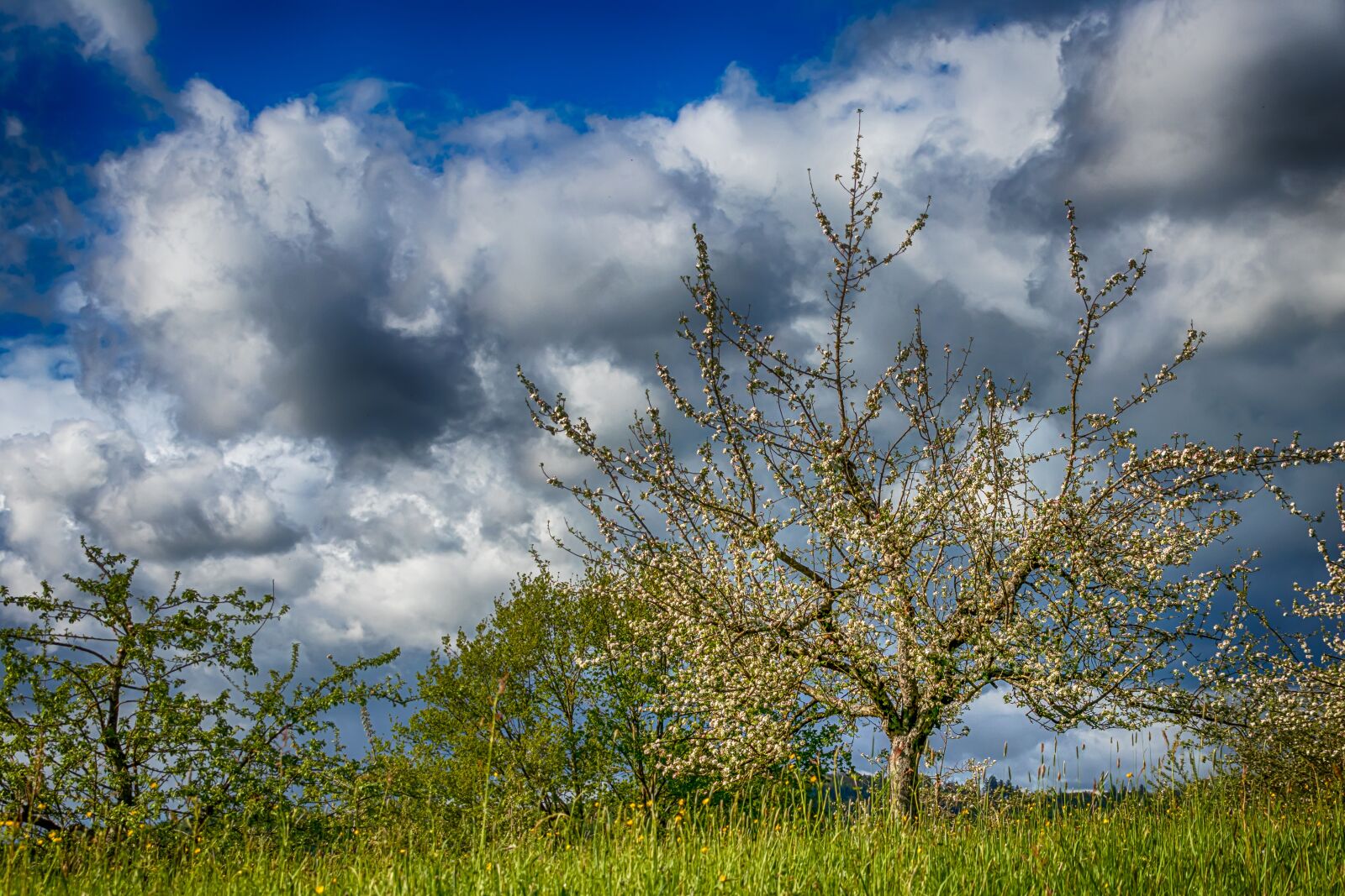 Canon EOS 80D sample photo. Orchard, spring, meadow photography