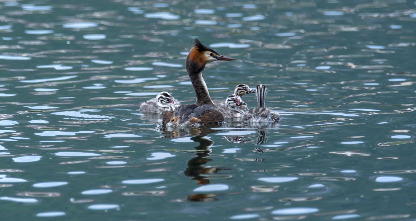 Nikon D7200 sample photo. Birds, nature, animal photography