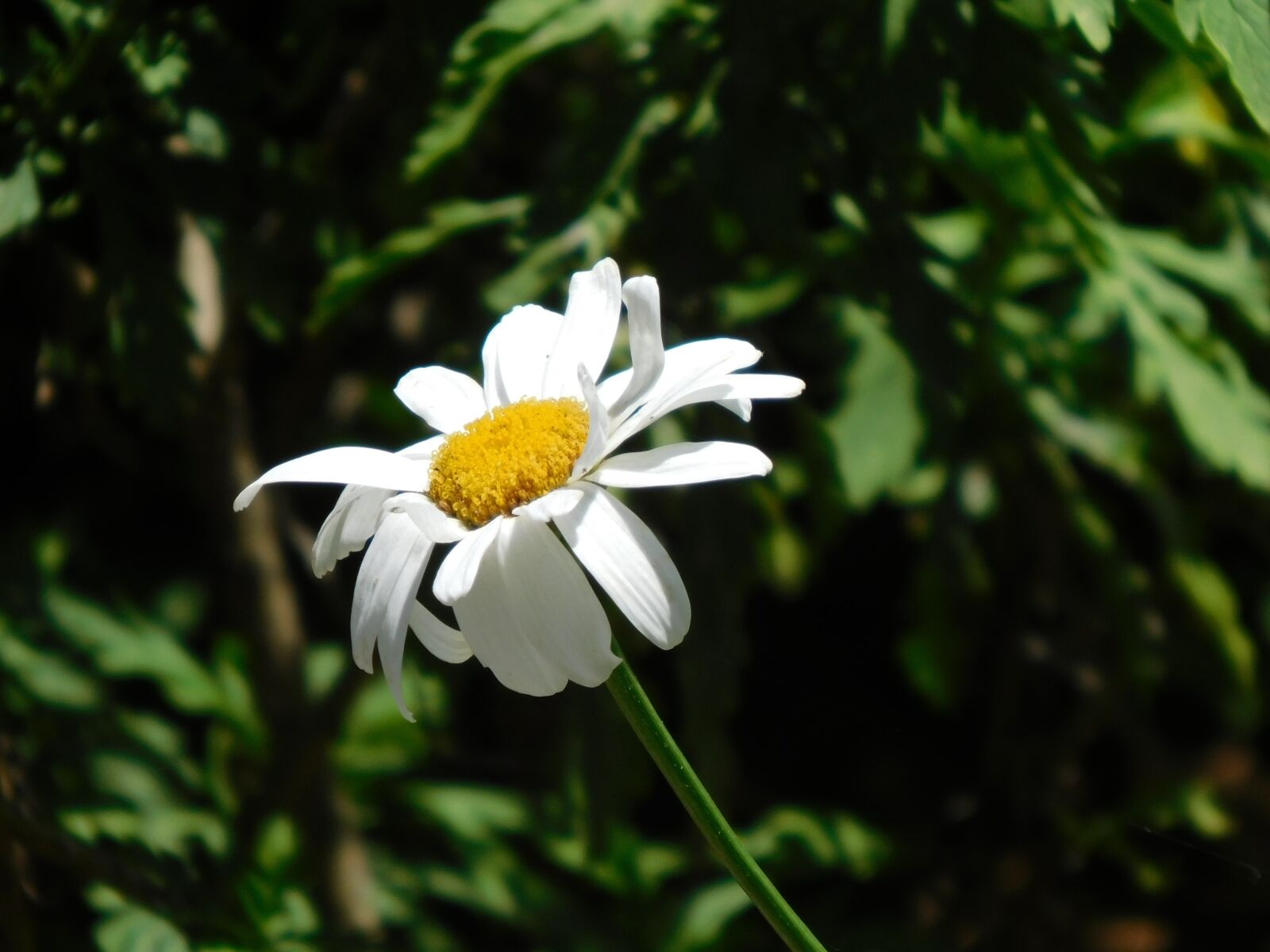 Nikon Coolpix B500 sample photo. Flower, daisy, white flower photography