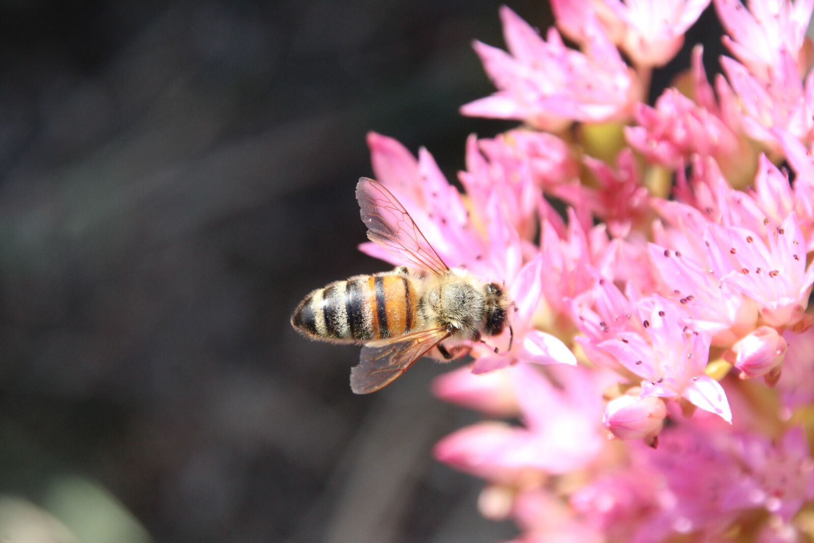 Canon EOS 1200D (EOS Rebel T5 / EOS Kiss X70 / EOS Hi) sample photo. Bee, blossom, bloom photography