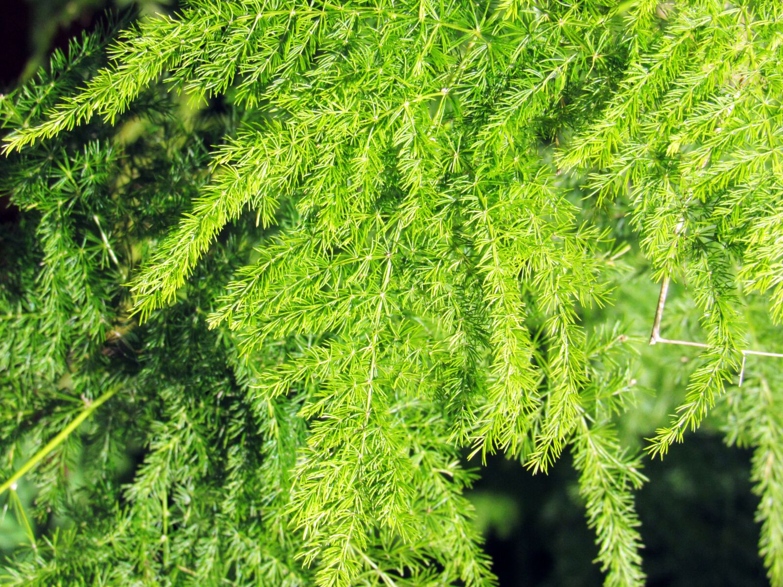 Canon PowerShot SX530 HS sample photo. Nature, plant, leaf photography