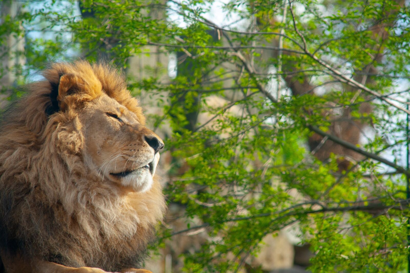 Canon EOS 400D (EOS Digital Rebel XTi / EOS Kiss Digital X) sample photo. Lion, animal, dresden photography