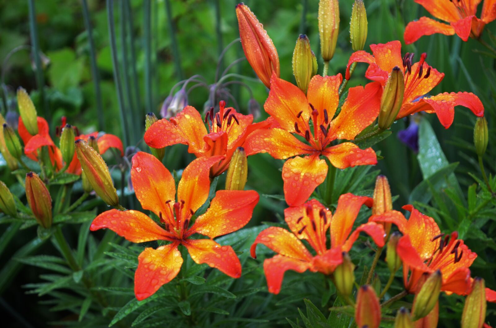 Nikon D7000 sample photo. Natur, flower, plant photography