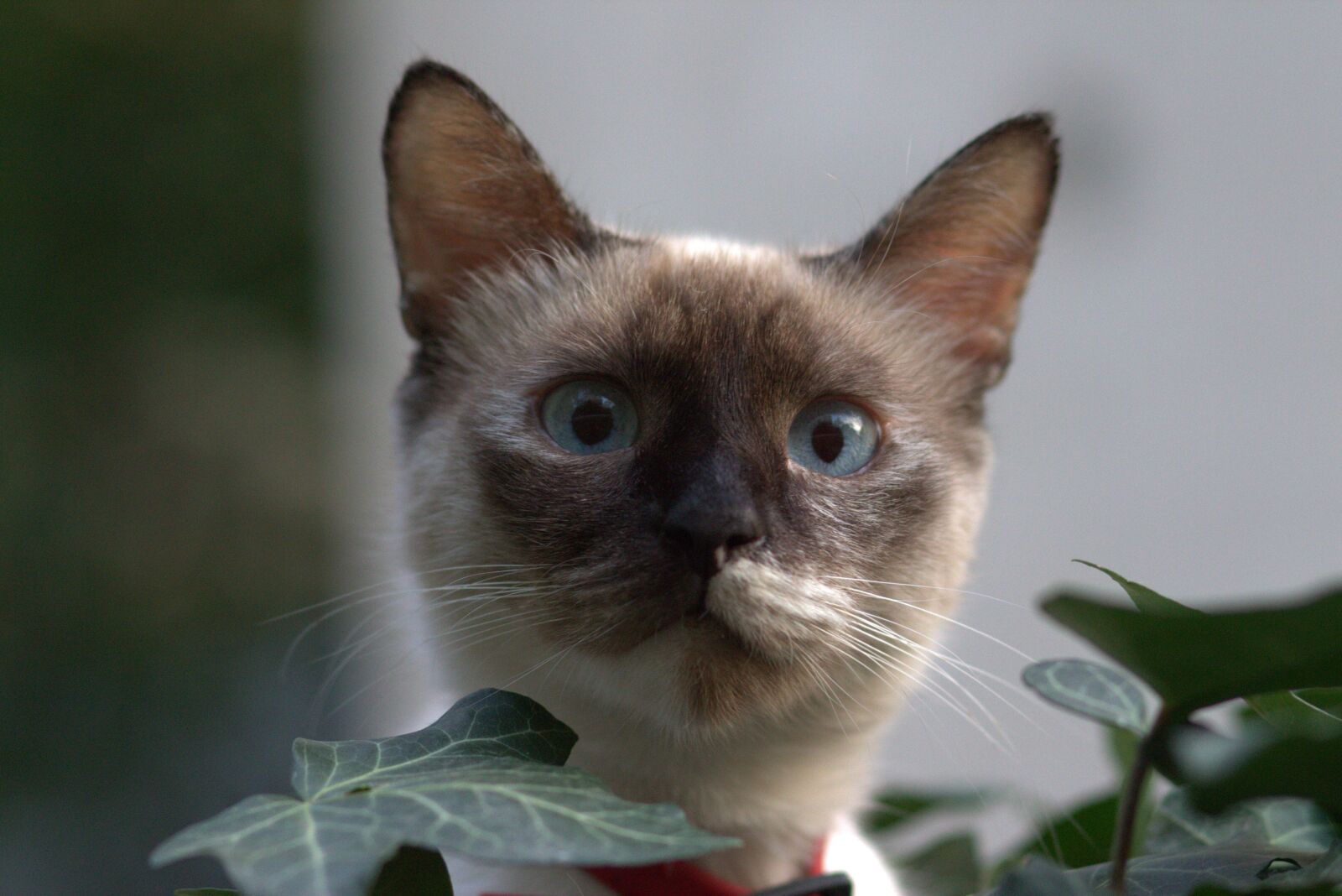 Canon EOS 700D (EOS Rebel T5i / EOS Kiss X7i) + Canon EF 85mm F1.8 USM sample photo. Cat, burmese, blue eyes photography