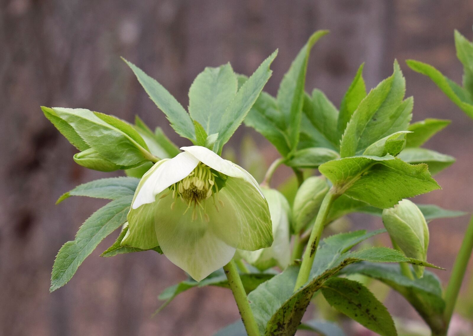 Nikon D3300 sample photo. Green hellebore, green lenten photography