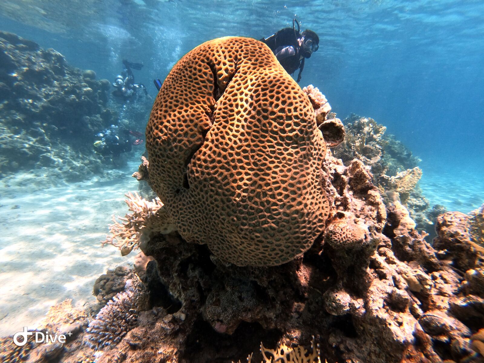 GoPro Hero7 Black sample photo. Wild, wilderness, coral photography