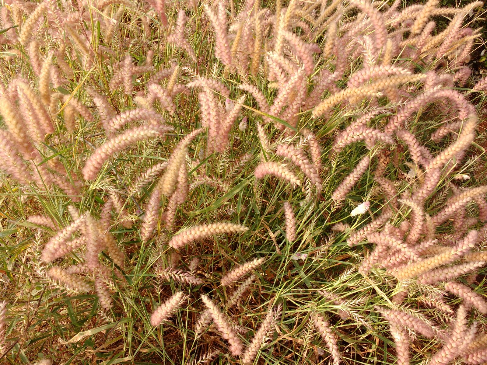 Motorola MotoG3 sample photo