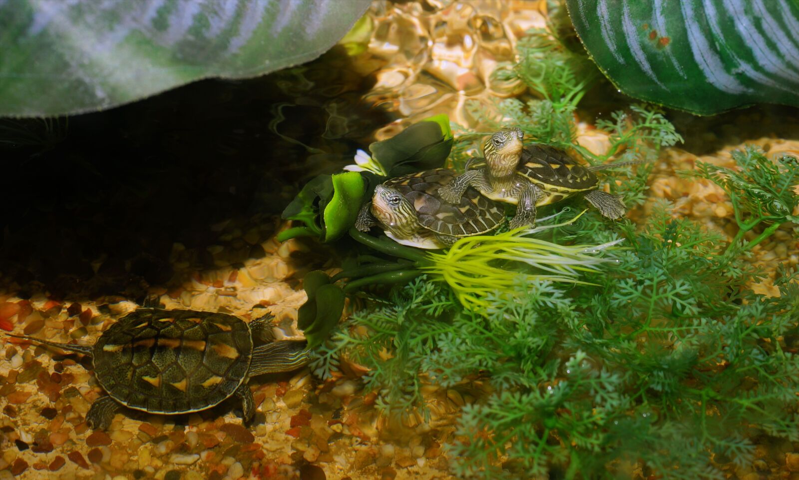 Sony a99 II sample photo. Animals, turtles, reptile photography