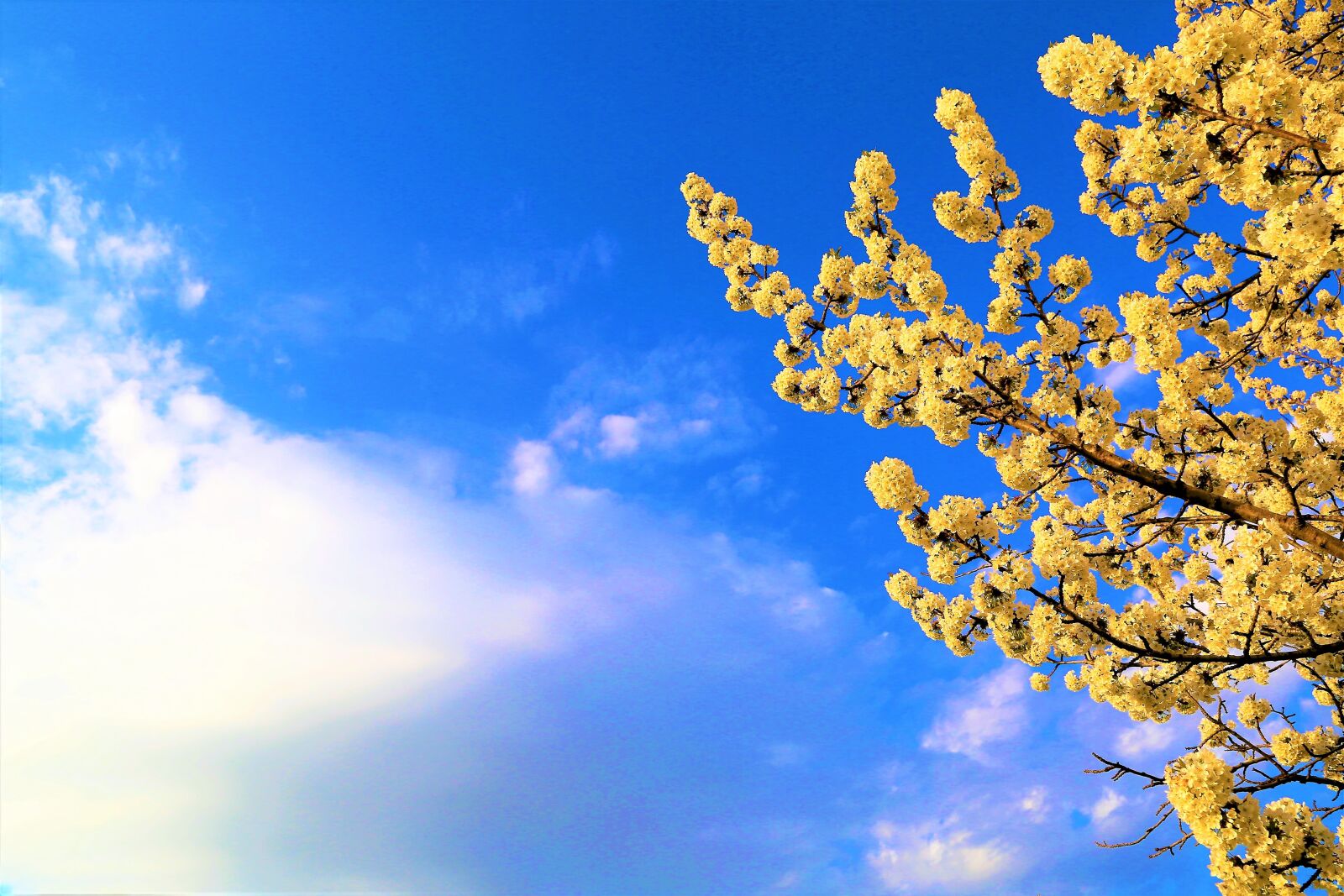 Canon EOS 5D Mark III sample photo. Flower, spring, nature photography