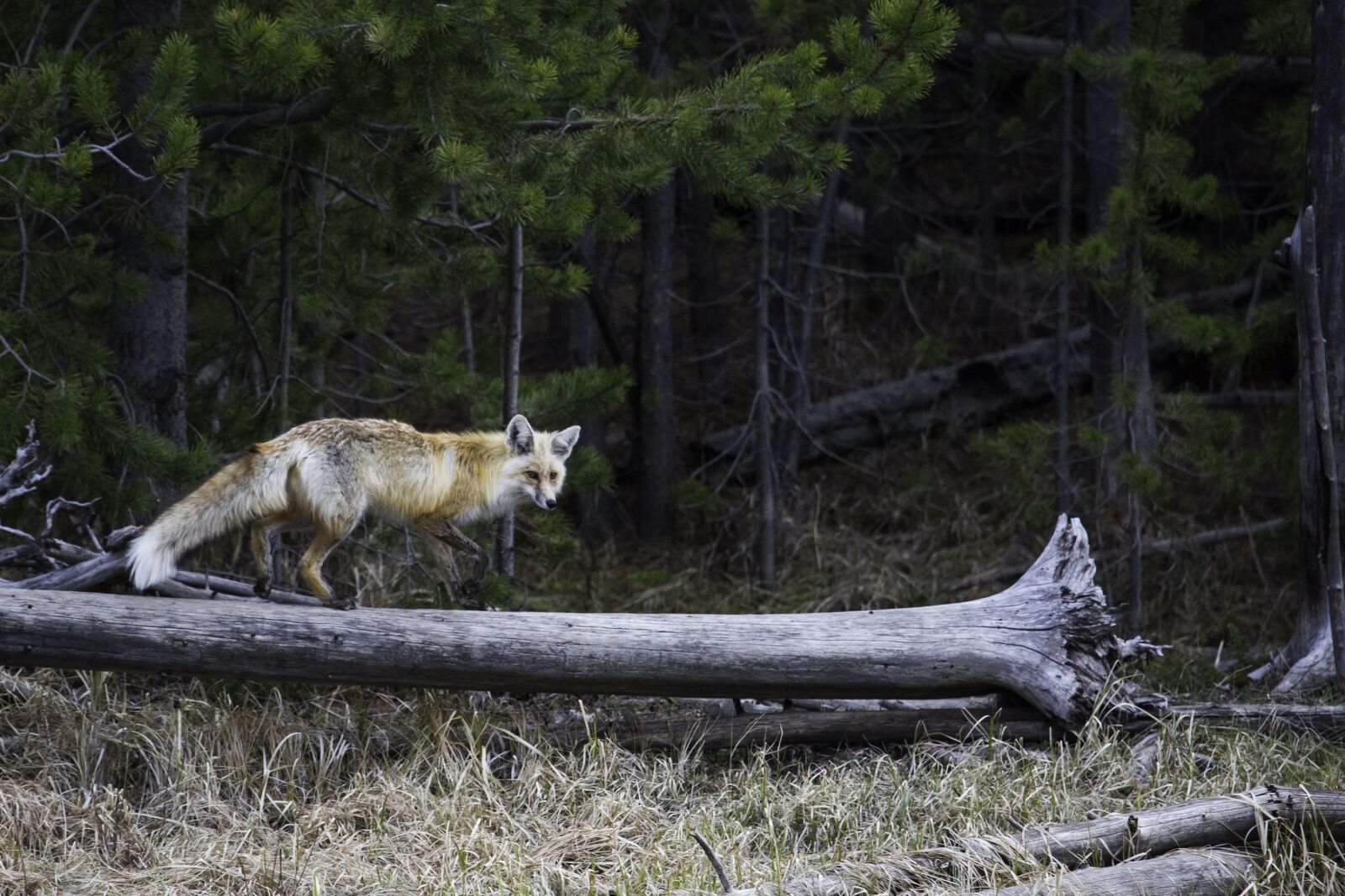 Canon EF 100-400mm F4.5-5.6L IS USM sample photo. Red fox, wildlife, nature photography