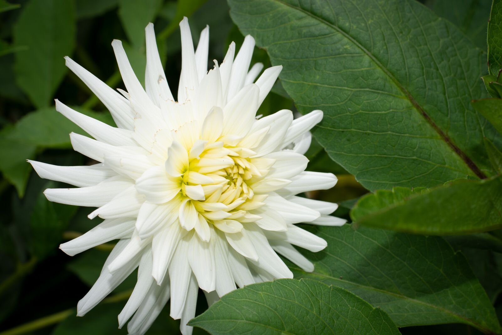 Nikon D7100 sample photo. Flower, blossom, bloom photography