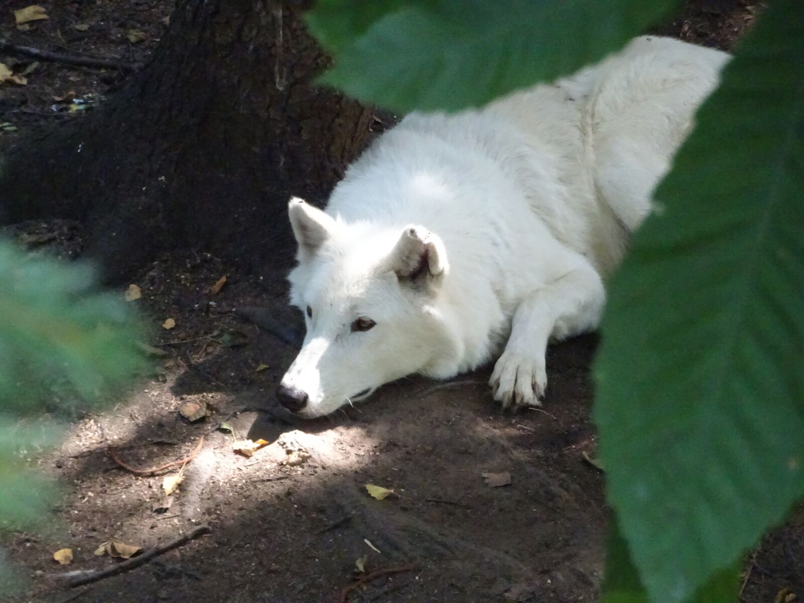 Sony DSC-HX90 sample photo. Wolf, white, dog photography