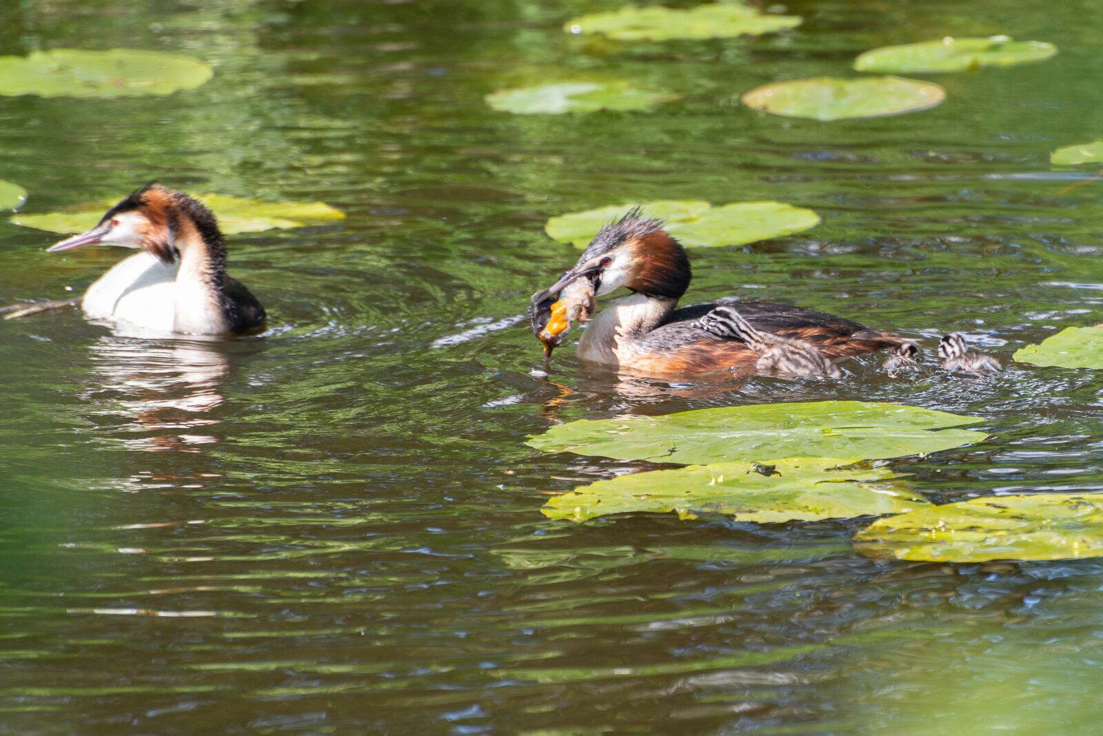 Nikon D800 sample photo. Water, bird, animal photography