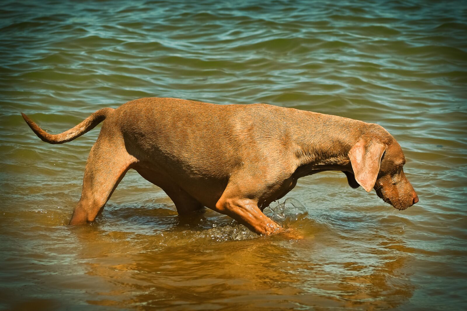 Olympus OM-D E-M10 sample photo. Dog, weimaraner, animal photography