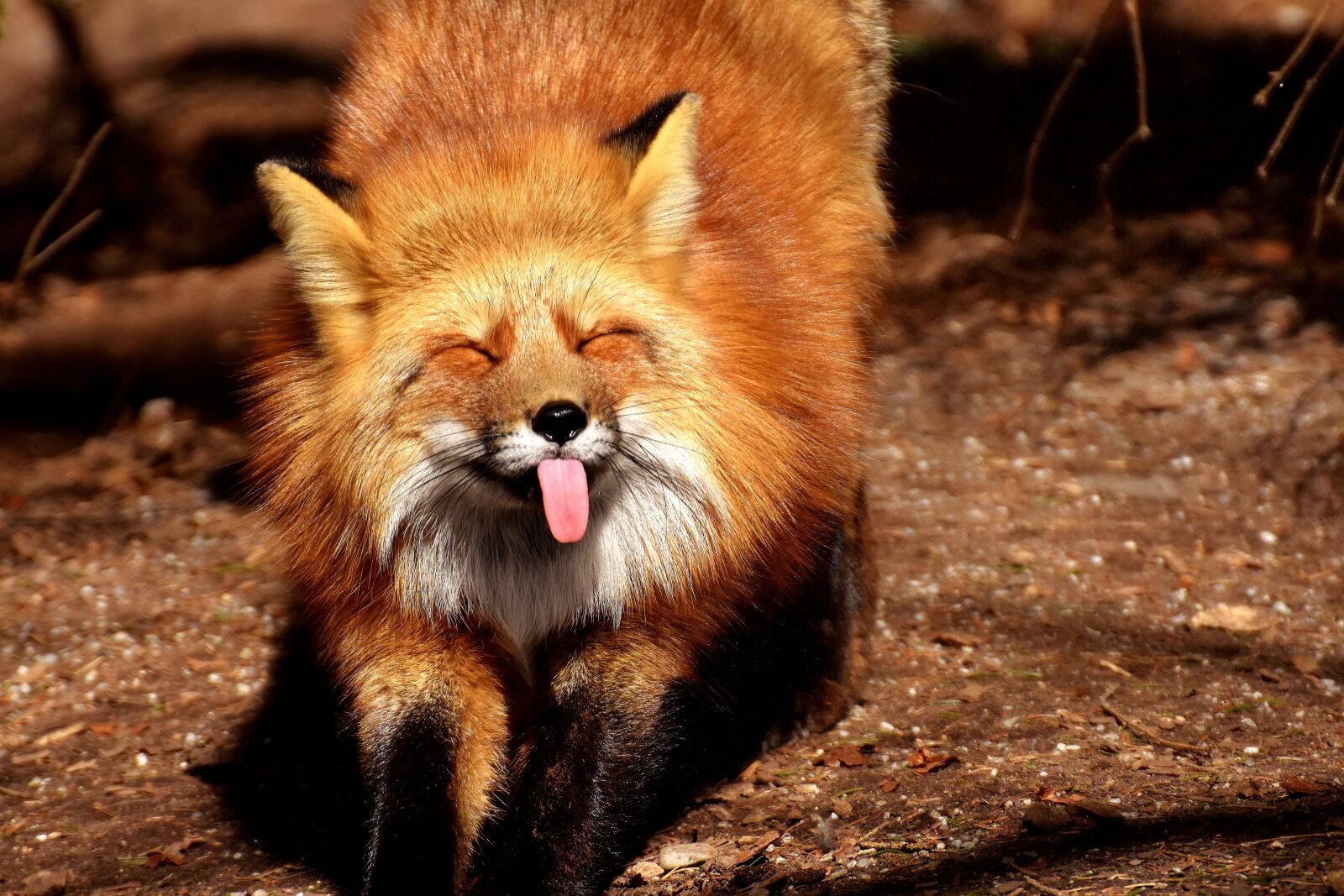 Nikon D7200 sample photo. Fuchs, funny, tongue photography