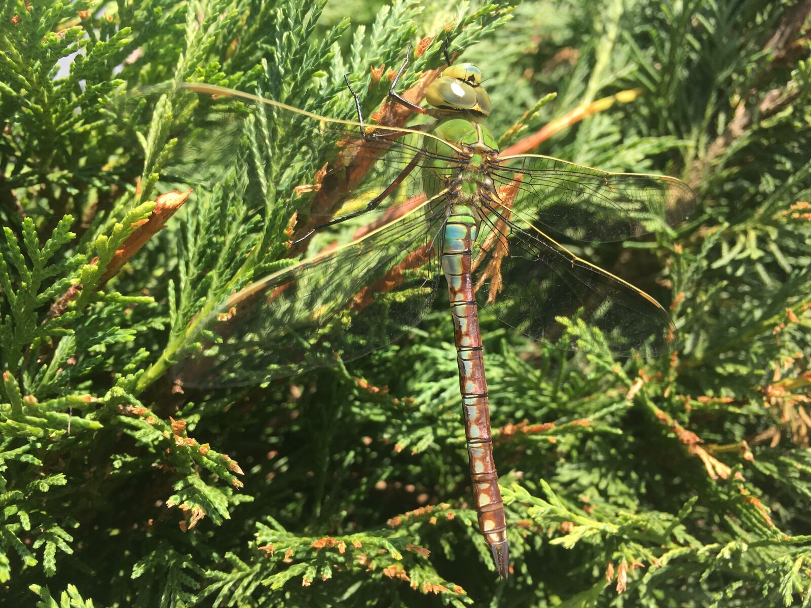 iPhone SE back camera 4.15mm f/2.2 sample photo. Dragonfly, green, summer photography