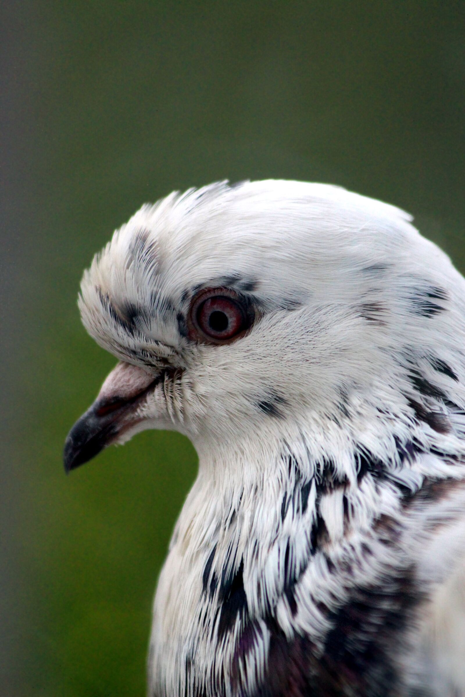 Canon EOS 650D (EOS Rebel T4i / EOS Kiss X6i) sample photo. Dove, bird, feathered race photography