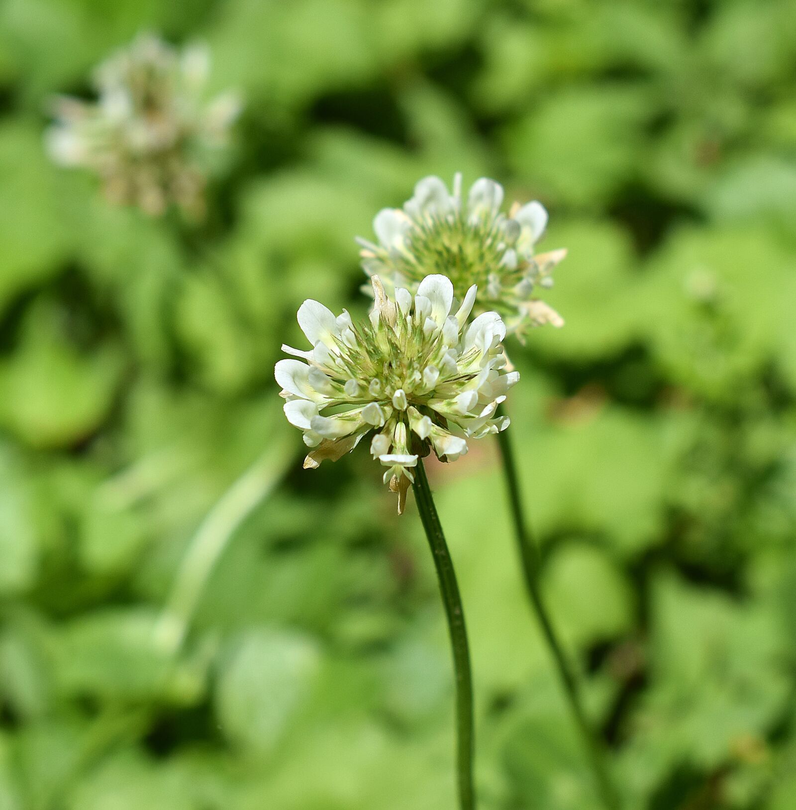 Nikon D3300 sample photo. Clover, blossom, bloom photography
