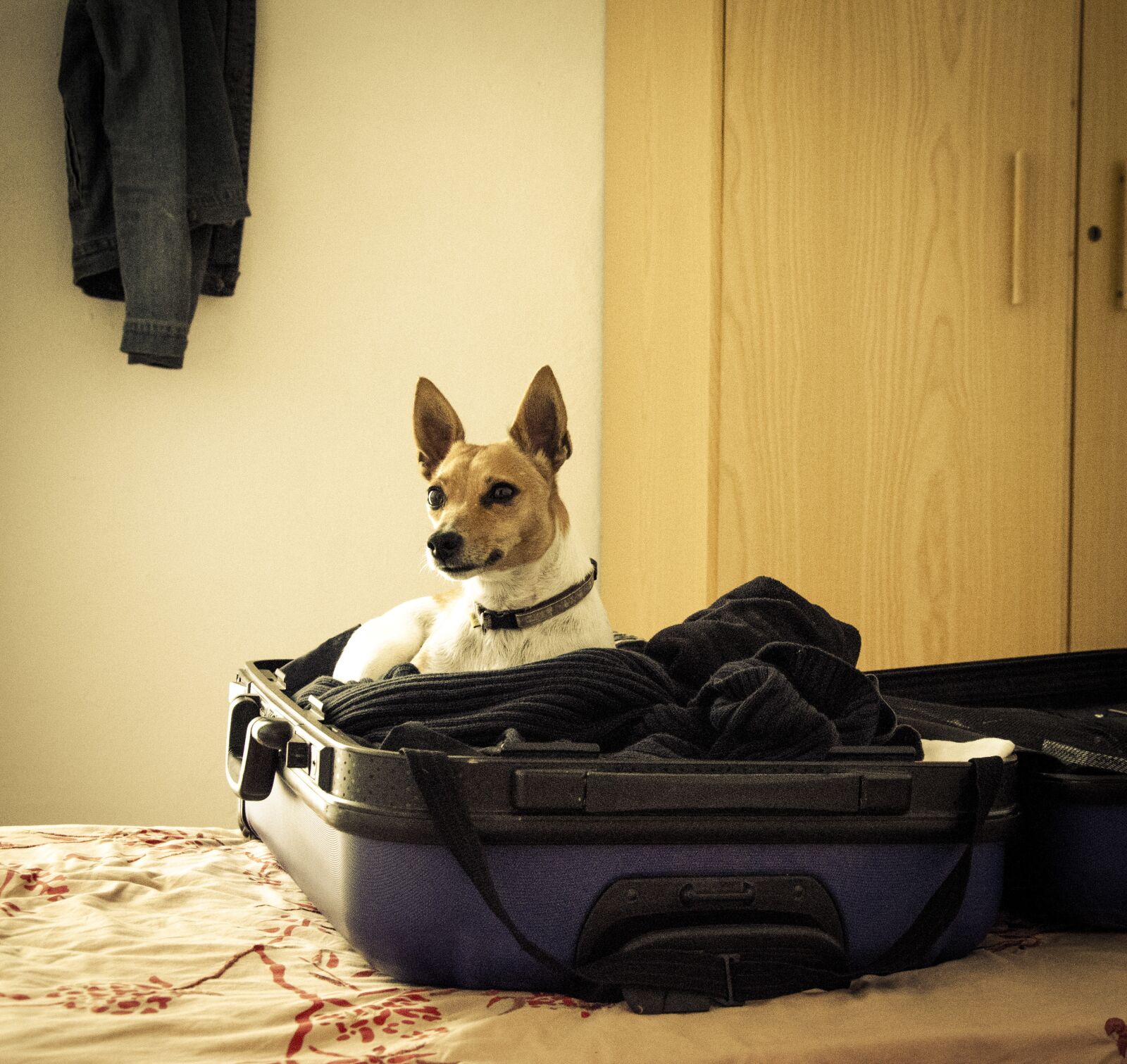 Nikon D7000 sample photo. Dogs, animals, dog photography