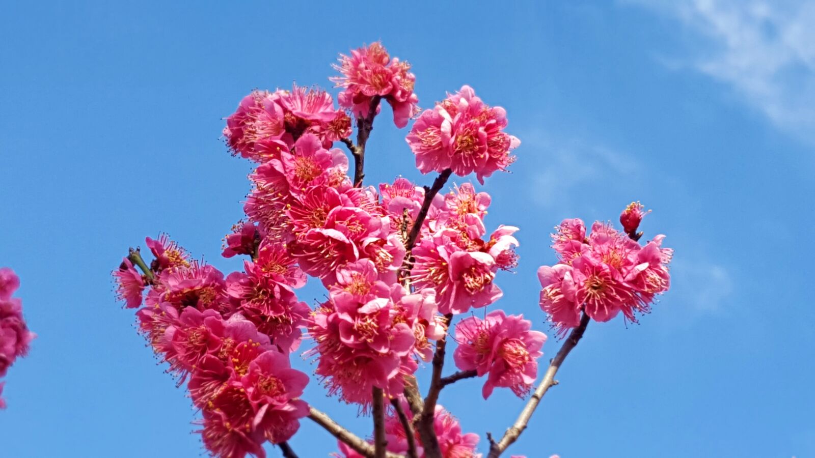 Samsung Galaxy S6 sample photo. Red plum, flowers, spring photography