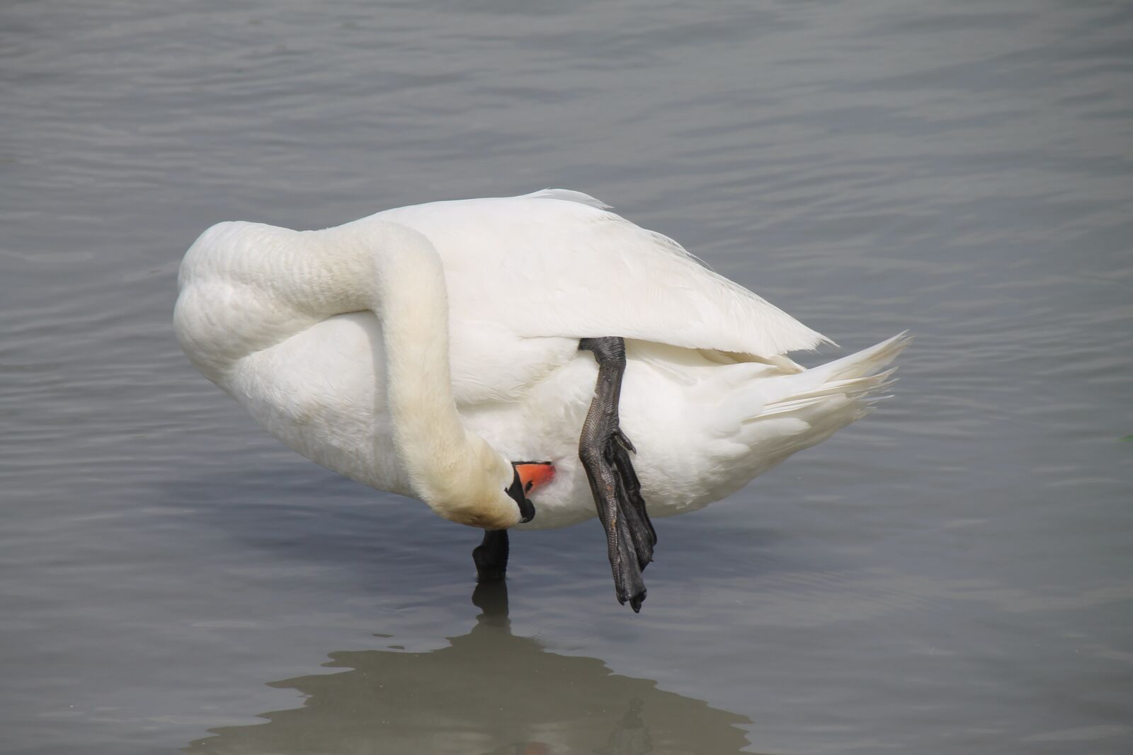 Canon EOS 1100D (EOS Rebel T3 / EOS Kiss X50) sample photo. Swan, nature, white photography